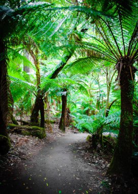 Maits geri kalan yağmur ormanları iz Great Ocean Road, Avustralya