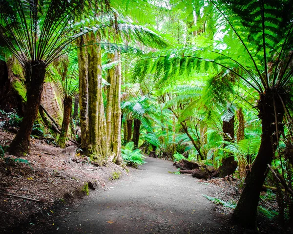 Maits resten regnskog Trail på Great Ocean Road, Storbritannien — Stockfoto