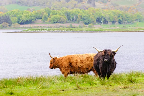 Vacche delle Highlands scozzesi — Foto Stock