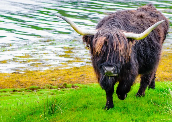 Schottische Hochlandkuh — Stockfoto