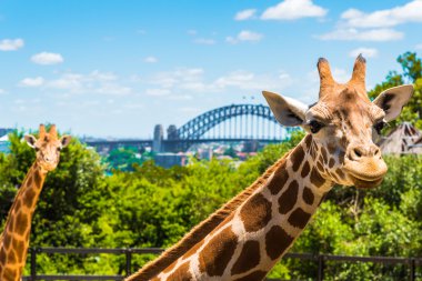 Taronga Zoo Sydney Harbour Bridge arka planda ile Girraffe.