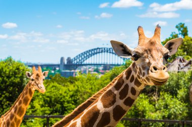 Taronga Zoo Sydney Harbour Bridge arka planda ile Girraffe.