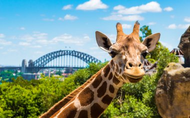 Taronga Zoo Sydney Harbour Bridge arka planda ile Girraffe.