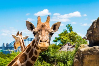 Sydney, Avustralya - 11 Ocak 2014: Taronga Zoo Sydney Harbour Bridge arka planda ile Girraffe. Taronga Zoo hayvanat bahçesi Sidney ve Sydney Harbour kıyısında yer almaktadır