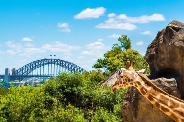 Taronga Zoo Sydney Harbour Bridge arka planda ile Girraffe.