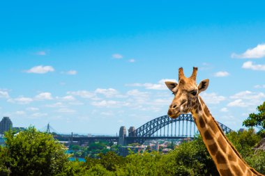 Taronga Zoo Sydney Harbour Bridge arka planda ile Girraffe.