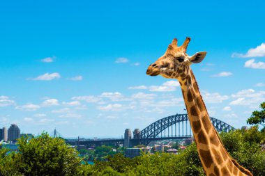 Taronga Zoo Sydney Harbour Bridge arka planda ile Girraffe.