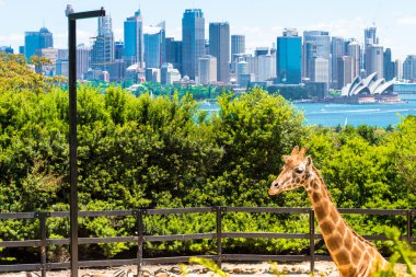 Taronga Zoo Sydney Harbour Bridge arka planda ile Girraffe.