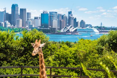 Taronga Zoo Sydney Harbour Bridge arka planda ile Girraffe.