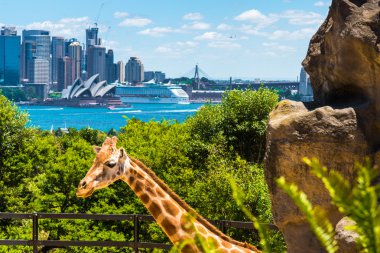 Taronga Zoo Sydney Harbour Bridge arka planda ile Girraffe.