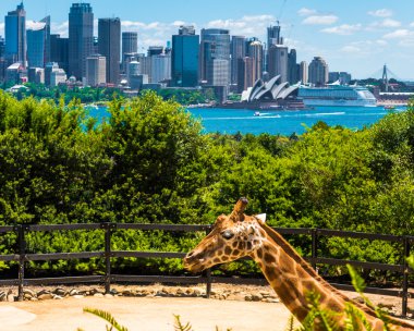 Taronga Zoo Sydney Harbour Bridge arka planda ile Girraffe.