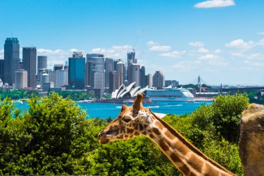 Taronga Zoo Sydney Harbour Bridge arka planda ile Girraffe.