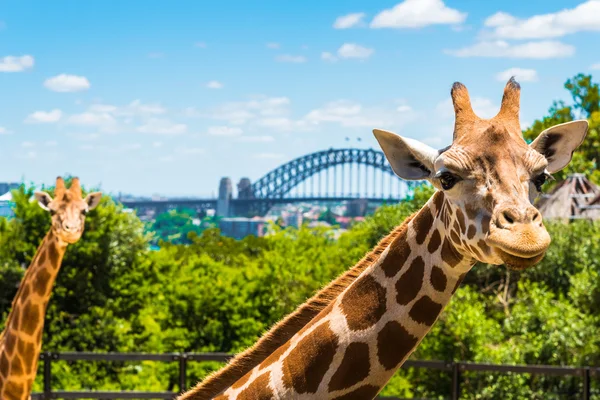 Girraffe en el zoológico de Taronga en Sydney con el puente del puerto en el fondo . — Foto de Stock