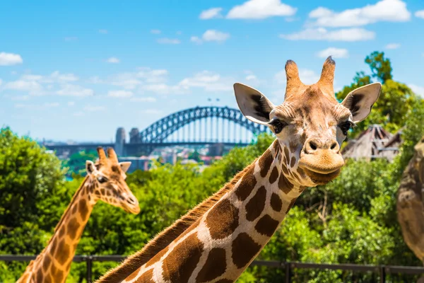 Girraffe en el zoológico de Taronga en Sydney con el puente del puerto en el fondo . — Foto de Stock