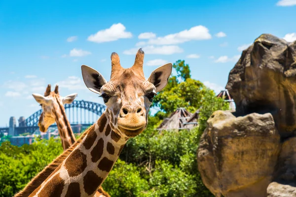 Girraffe en el zoológico de Taronga en Sydney con el puente del puerto en el fondo . — Foto de Stock