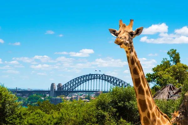 Girraffe en el zoológico de Taronga en Sydney con el puente del puerto en el fondo . — Foto de Stock