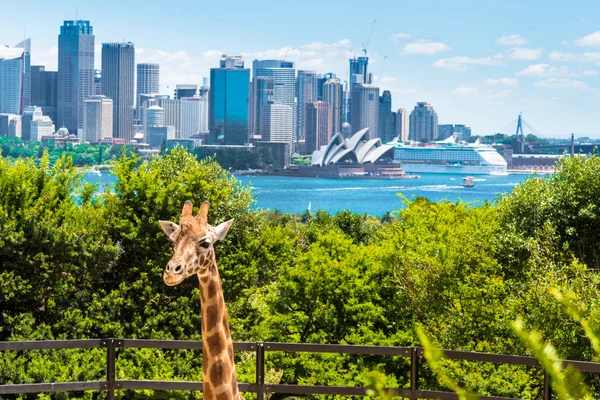 Girraffe в зоопарку Таронга в Сіднеї з Харбор-Брідж у фоновому режимі. — стокове фото