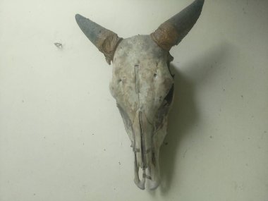 beyaz kafatası boynuzlu inek kafası