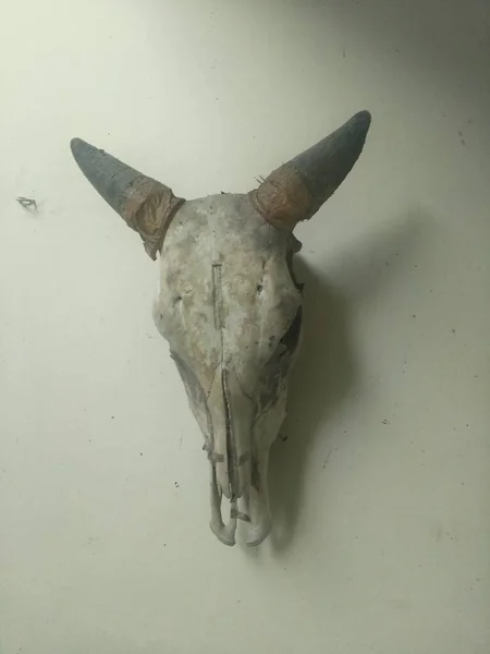 White Skull Horned Cow Head — Stock Photo, Image