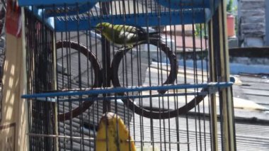 Gözlüklü kuş ya da pleci kuş (