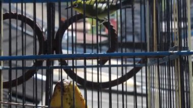 Kafesteki kanaryalar ve parlak güneş altında kurudular.