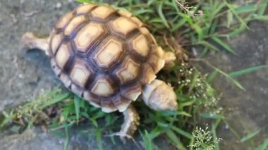 Küçük kükürtlü kaplumbağa, arka planda çimen yiyor.