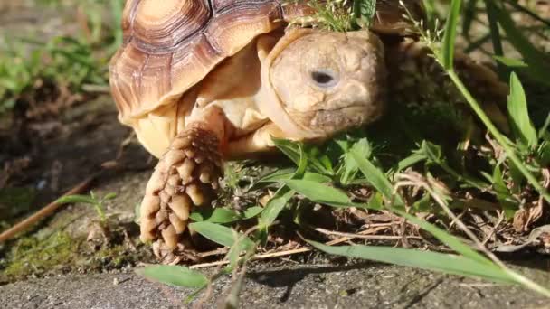 Desert Tortoise Walk Sidewalk Area Camera Floor Holding Close African — Vídeos de Stock