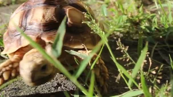 Pequena Tartaruga Sulcata Comendo Grama Fundo Rocha — Vídeo de Stock