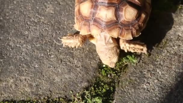 Kleine Sulcata Schildkröte Frisst Gras Auf Einem Felsen — Stockvideo