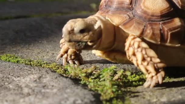 Kleine Sulcata Schildkröte Frisst Gras Auf Einem Felsen — Stockvideo