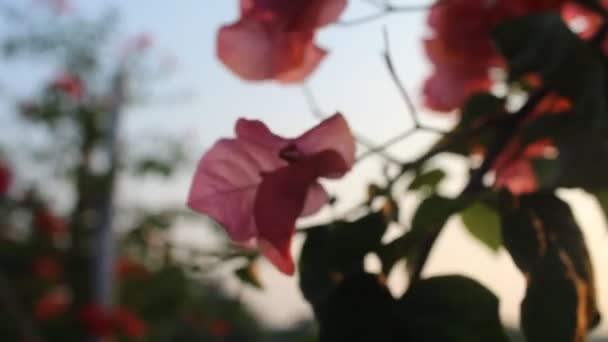 Красный Цвет Bougainvillea Цветы Свежие Зеленые Листья Фоне Размытия — стоковое видео