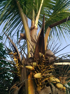 Hindistan cevizi ağacı ve hindistan cevizi meyvesinin kesilmiş fotoğrafı.