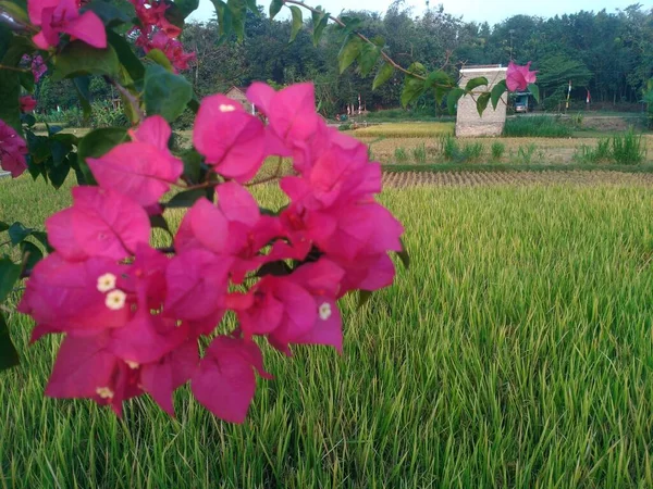 Out Focus Bougainvillea Flowers Green Leaves — Zdjęcie stockowe