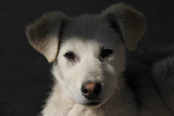 Triste cachorro perro de cerca —  Fotos de Stock