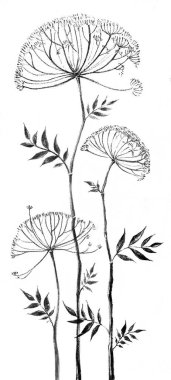 Şemsiye şekilli çiçek, meleksi grafikler, botanik, el yapımı çizim, illüstrasyon