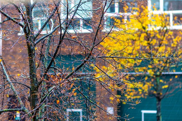 Outono Árvore Com Folhas Amarelas Verdes Com Parede Tijolo Vermelho — Fotografia de Stock