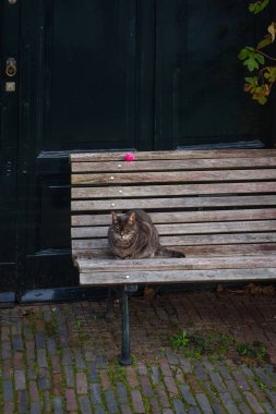 Bankta yatan kedi, gül çiçeği ve arka planda yeşil kapılar.