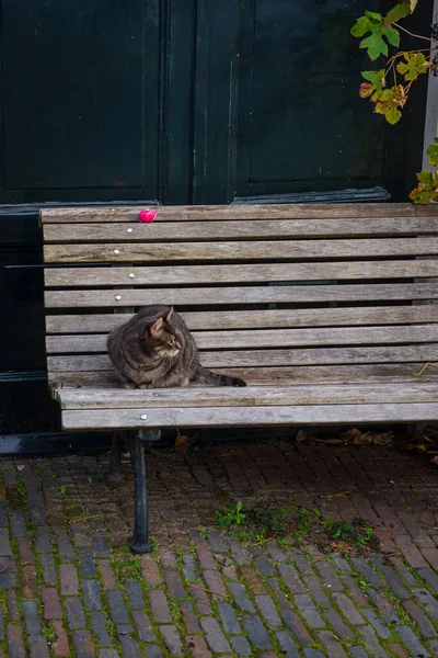 Gato Deitado Banco Rosa Flor Portas Verdes Fundo — Fotografia de Stock