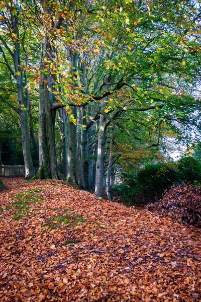 Mooi Romantisch Park Met Kleurrijke Bomen Zonlicht Herfst Natuurlijke Achtergrond — Stockfoto
