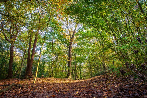 Schöner Romantischer Park Mit Bunten Bäumen Und Sonnenlicht Herbstlicher Natürlicher — Stockfoto