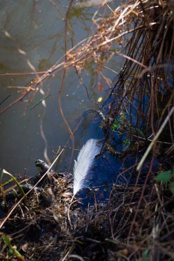 Polderpark Cronesteyn, Hollanda 'nın güneyindeki Leiden şehrinde büyük bir park.