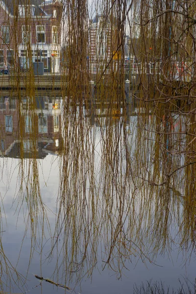 Ramas Sauce Sobre Agua Del Canal Mañana Invierno — Foto de Stock