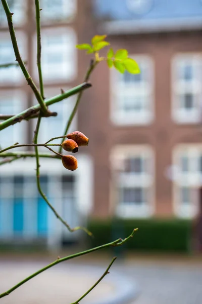 Bagas Vermelhas Jardim Durante Temporada Inverno — Fotografia de Stock