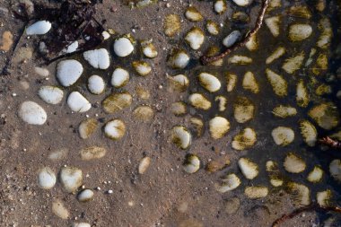 Hollanda, Leiden 'daki Cronensteyn Polder ormanında yürüyüş yolunda çakıl taşları.