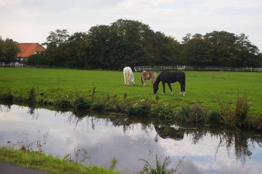 Atlı ve bulutlu tipik Hollandalı polen manzarası hendeğin su yüzeyini yansıtıyordu. Fotoğraf Leiden, Güney Hollanda, Hollanda yakınlarında çekildi.