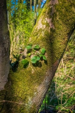 Cronensteyn Polder Ormanı, Leiden, Hollanda