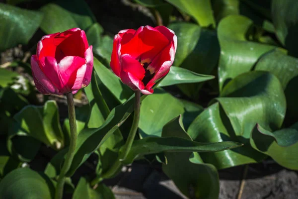 Hollanda 'nın ünlü Keukenhof bahçeleri yakınlarındaki Lisse' deki laleler çiçek tarlaları