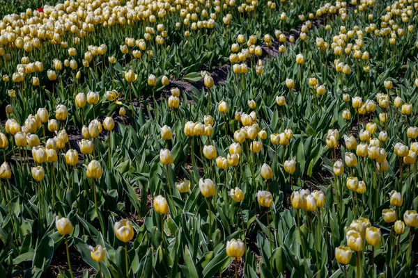 Цветочные Поля Тюльпанов Лиссе Рядом Знаменитыми Садами Кекени Нидерланды — стоковое фото