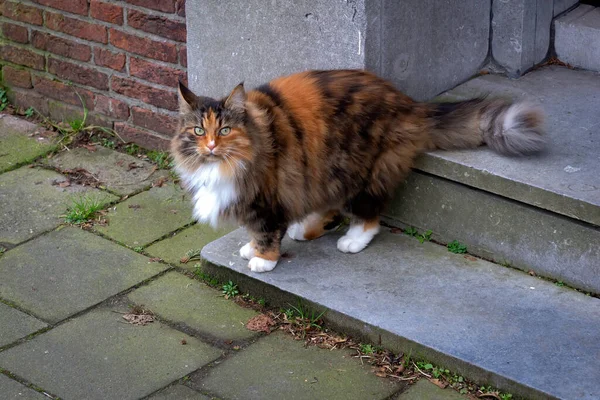 Renkli Kedi Kapıda Dikiliyor Leiden Hollanda — Stok fotoğraf