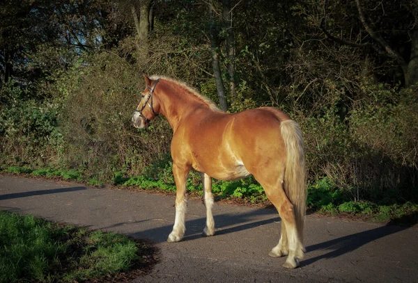 Goldenes Pferd Der Goldenen Sonnenuntergangsstunde Polder Cronensteyn Leiden Niederlande — Stockfoto